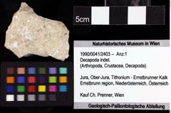 Foto (Objket + Etiketten) von Decapoda indet. 